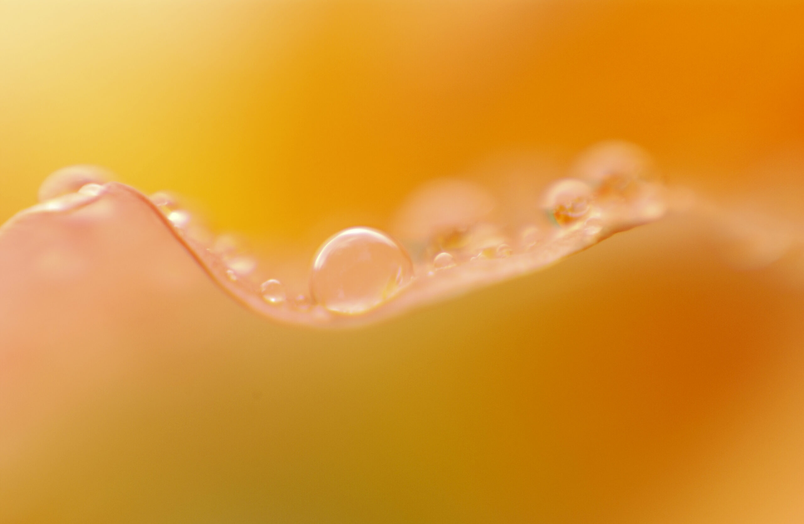 Tautropfen in der Natur